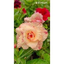 Adenium sp 7521