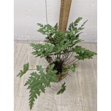 Doryopteris sp.(T01) Doryopteris concolor 