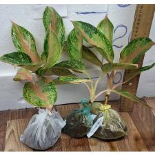 Аглаонема Лукбей - длинные листья / Aglaonema Lokbay - long leaves A-82