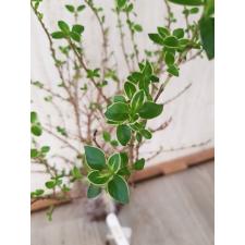 Serissa foetida variegata 263