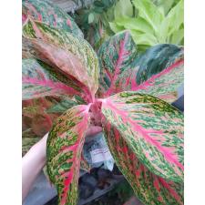 Aglaonema T4 Sombat Siam