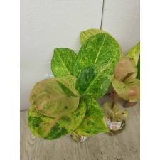 Aglaonema anklet green / Gamlai Yok A-88