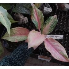 Aglaonema Lion 30А