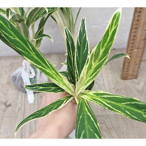 Аглаонема Байкао Нам Чок / Aglaonema Baikhao Nam Chok A-23