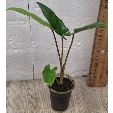 Алоказия лаврентиева / alocasia lavrentieva (S)