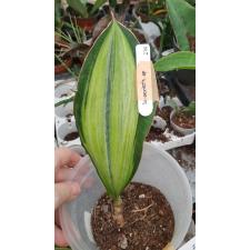 S. elliptica x masoniana (silver variegated)(1leaf)279 по  2800р