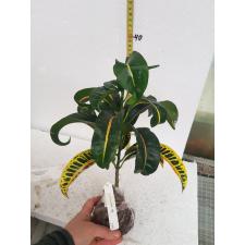 Codiaeum Ram's Horn 279