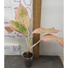 Аглаонема розовая пальма / Aglaonema Pink palm A-132