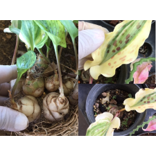 Drimiopsis maculata variegata (S)