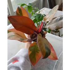 Philodendron 'Black Cardinal' variegated стакан 8500p