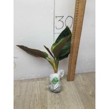 Aglaonema Army red A-77