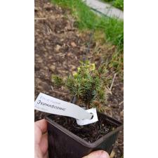 Ель канадская Эхиниформис / Picea glauca Echiniformis