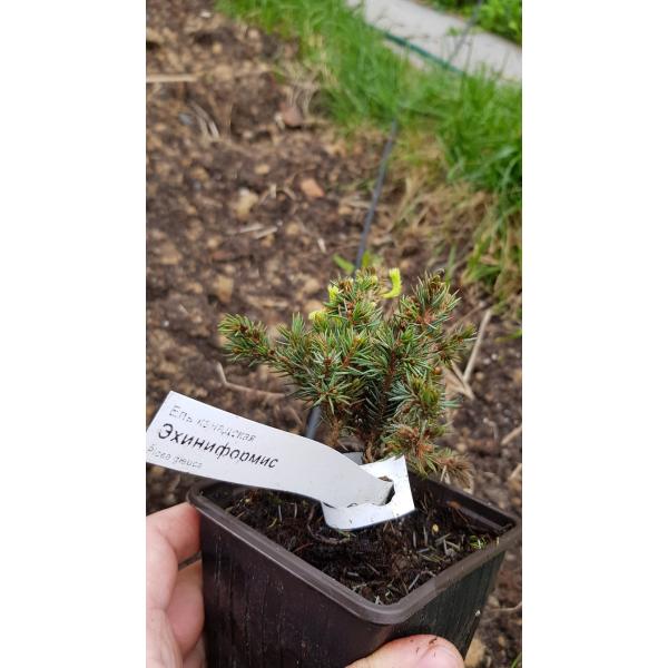 Ель канадская Эхиниформис / Picea glauca Echiniformis