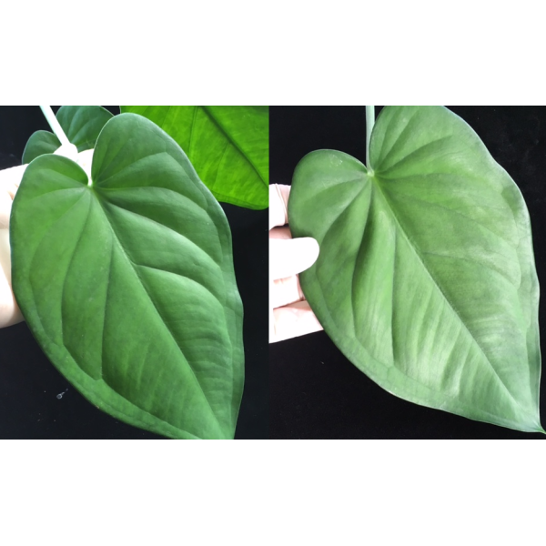 Сингониум крупнолистный «Дарк Найт» / Syngonium macrophylla 'Dark Night'