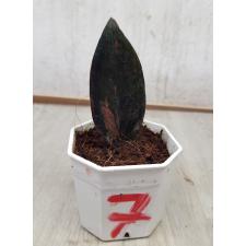 Zamioculcas zamiifolia black variegated (1 leaves) НОМЕР 7