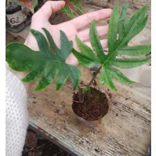 Alocasia brancifolia pot 