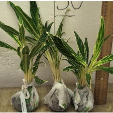 Аглаонема Байкао Нам Чок / Aglaonema Baikhao Nam Chok A-23