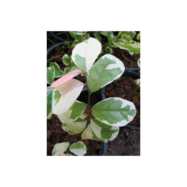 Бриделия томентоза, вариегатная / Bredelia tomentosa variegata