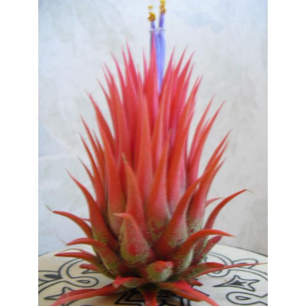 tillandsia ionantha rosita