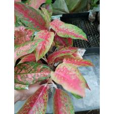 Aglaonema Lai Nam Thong  24 уценка