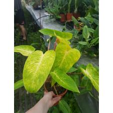 Philodendron Painted lady 17 cm pot