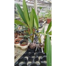 Philodendron sp.(T36) Pig skin  mart 255