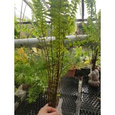 Nephrolepis exaltata 'Hillii' (special).450