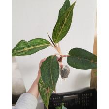 Aglaonema Aladdin 4 по 1100р