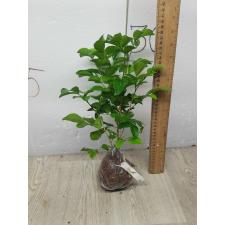 Murraya paniculata 'Himalayan' 180