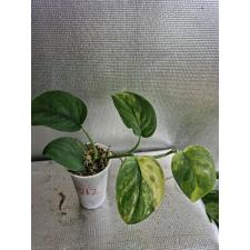Scindapsus sp variegated 3 lew 012 д