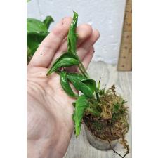 Epipremnum godzilla (S)