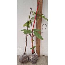 Фикус алтиссима 'Снежный Шторм' / Ficus altissima 'Snow Storm' 104/1