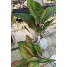 Aglaonema T12 L Heng Heng