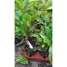 Codiaeum Mammi 12 cm pot уценка