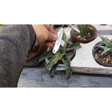 Sansevieria Cleopatra. 657