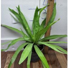 Асплениум / Asplenium
