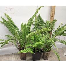 Нефролепис эксалтата сорт Вагнери / Nephrolepis exaltata cv. Wagneri (M)