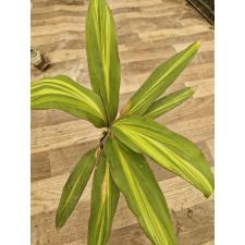 Cordyline Fruti. 'kiwi' S