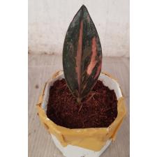 Zamioculcas zamiifolia black variegated (1 leaves) номер 2