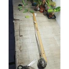 Cinnamomum camphora (seedling) 45