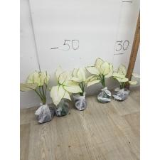 Aglaonema Super White A-40