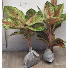 Аглаонема 10 Карат. / Aglaonema 10 Karat A-1
