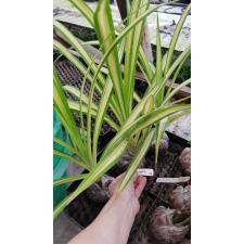 Pandanus sanderi 'Yellow ribbon' 218