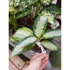 Aglaonema holland 4
