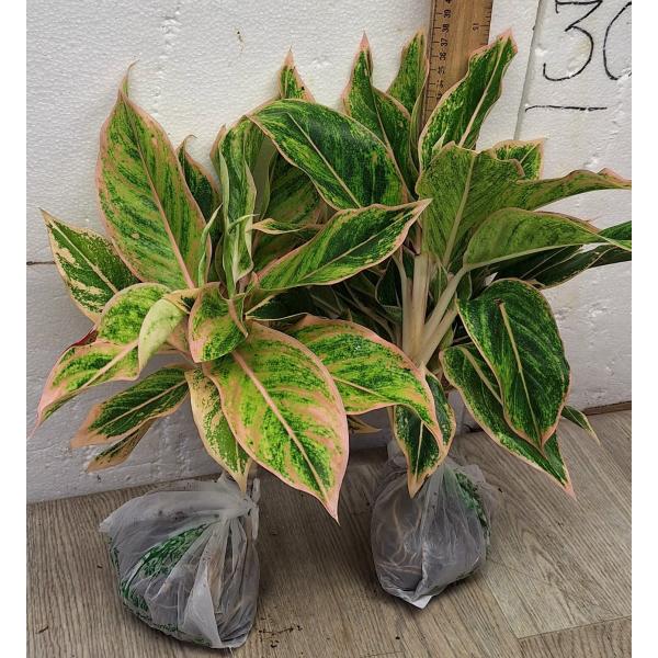 Аглаонема Аврора Розовая / Aglaonema Aurora -  Pink A-8