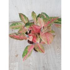 Aglaonema sp extra