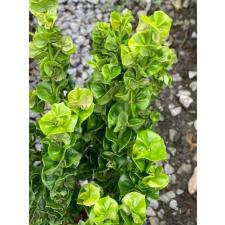 Ixora hybrid Hindu Rope 130