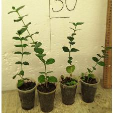 Карисса грандифлора / carissa grandiflora (S)