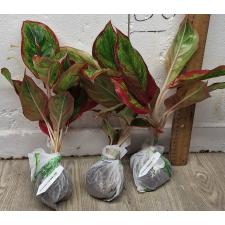Аглаонема Рич номер 2. / Aglaonema Rich no.2 A-63