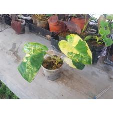 philodendron Burle Marx variegated